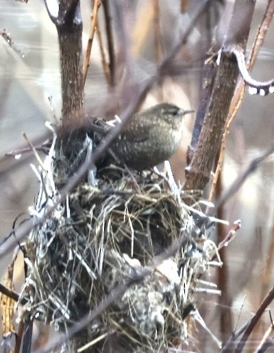 フユミソサザイ - ML647581964