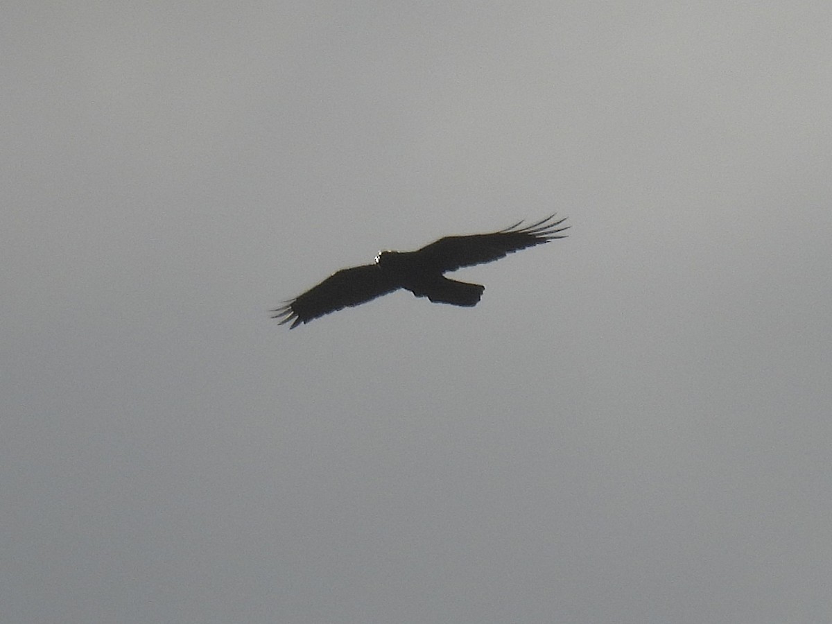 עורב שחור - ML647581969