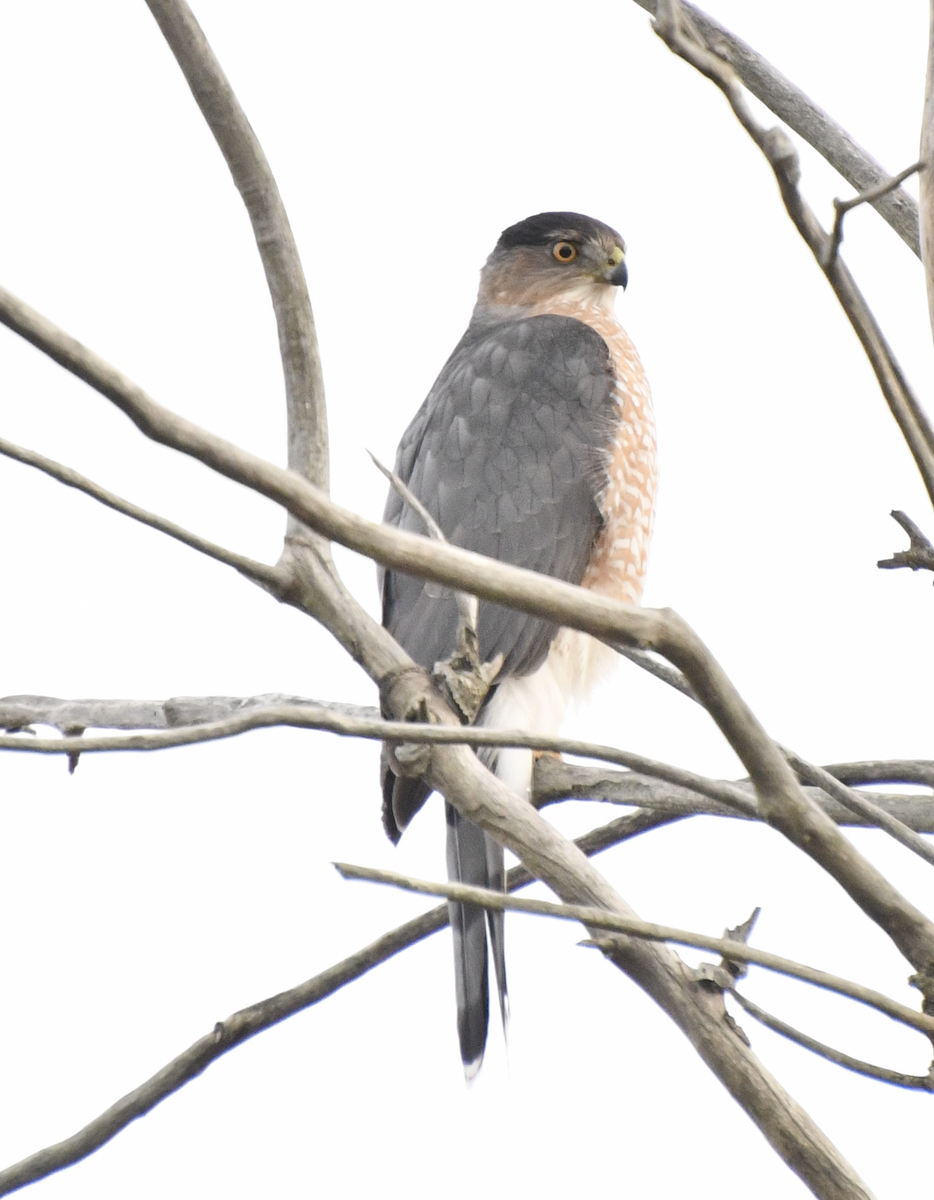 クーパーハイタカ - ML647581973