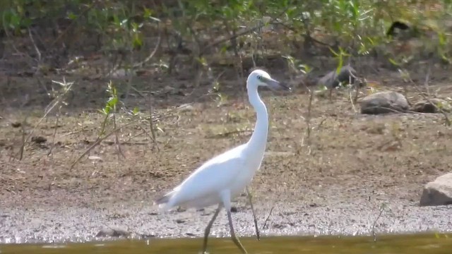 לבנית כחולה קטנה - ML647581976