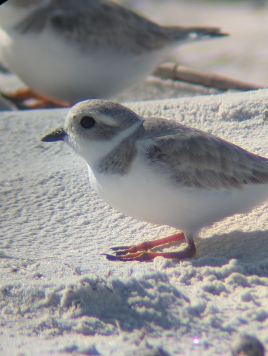 Flötenregenpfeifer - ML647581980
