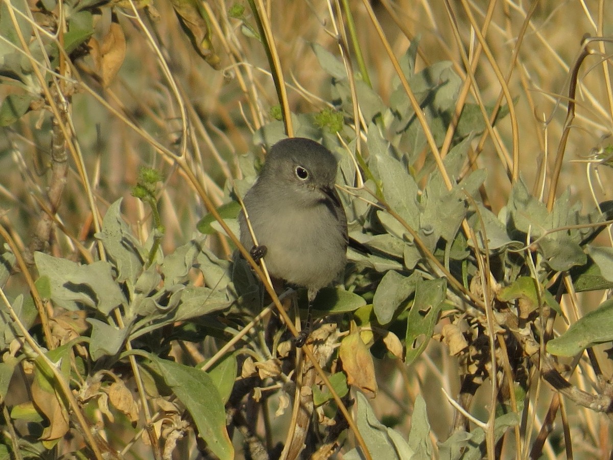 Комароловка сиза - ML647581981