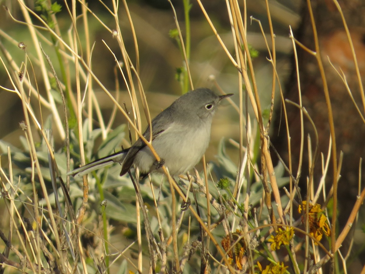 Комароловка сиза - ML647581982