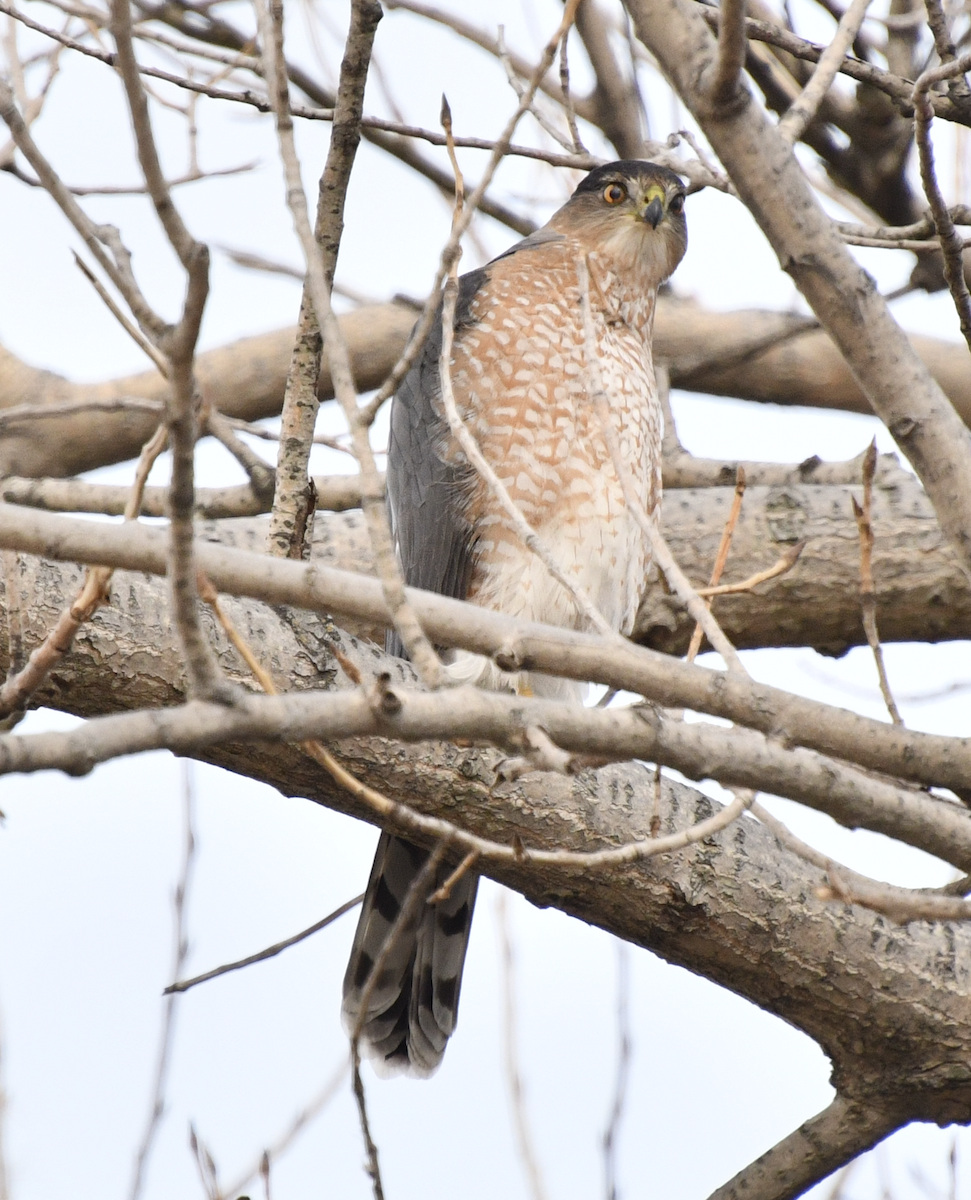 クーパーハイタカ - ML647581984