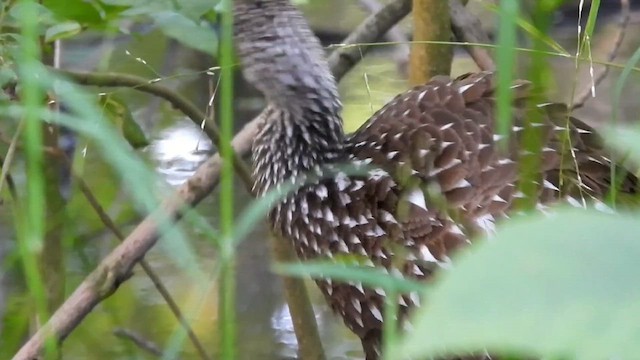 Limpkin - ML647582005