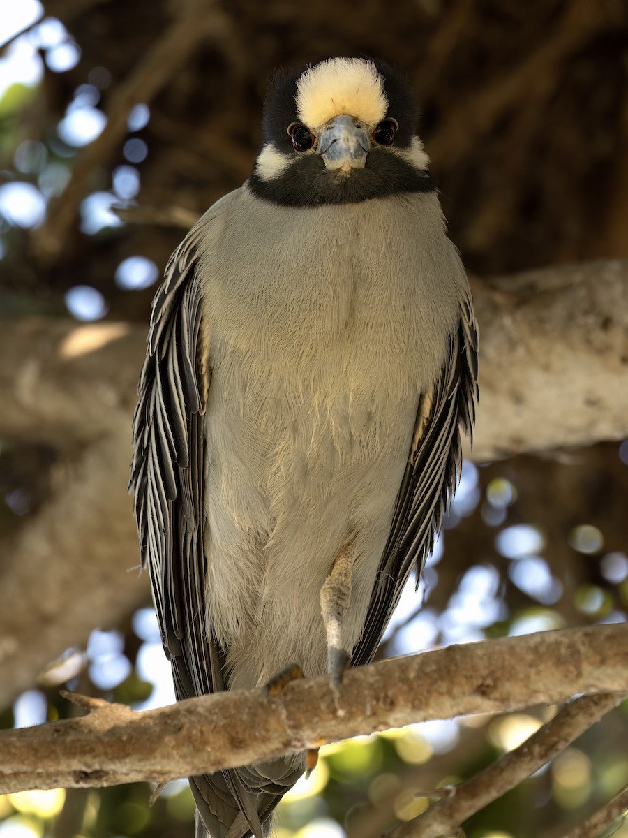 Yellow-crowned Night Heron - ML647582025
