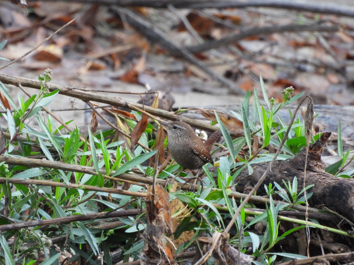 フユミソサザイ - ML647582035