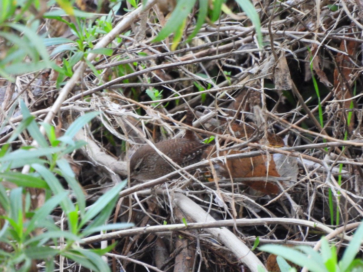 フユミソサザイ - ML647582036