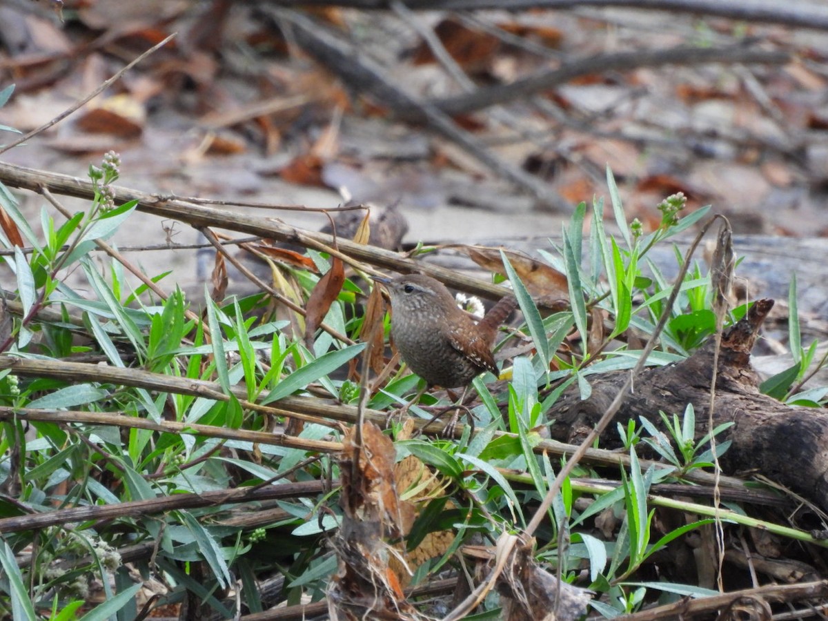 フユミソサザイ - ML647582037