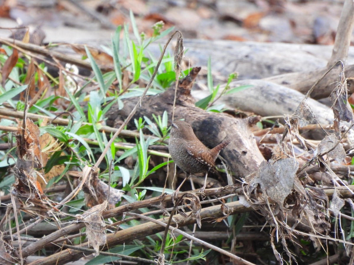 フユミソサザイ - ML647582038