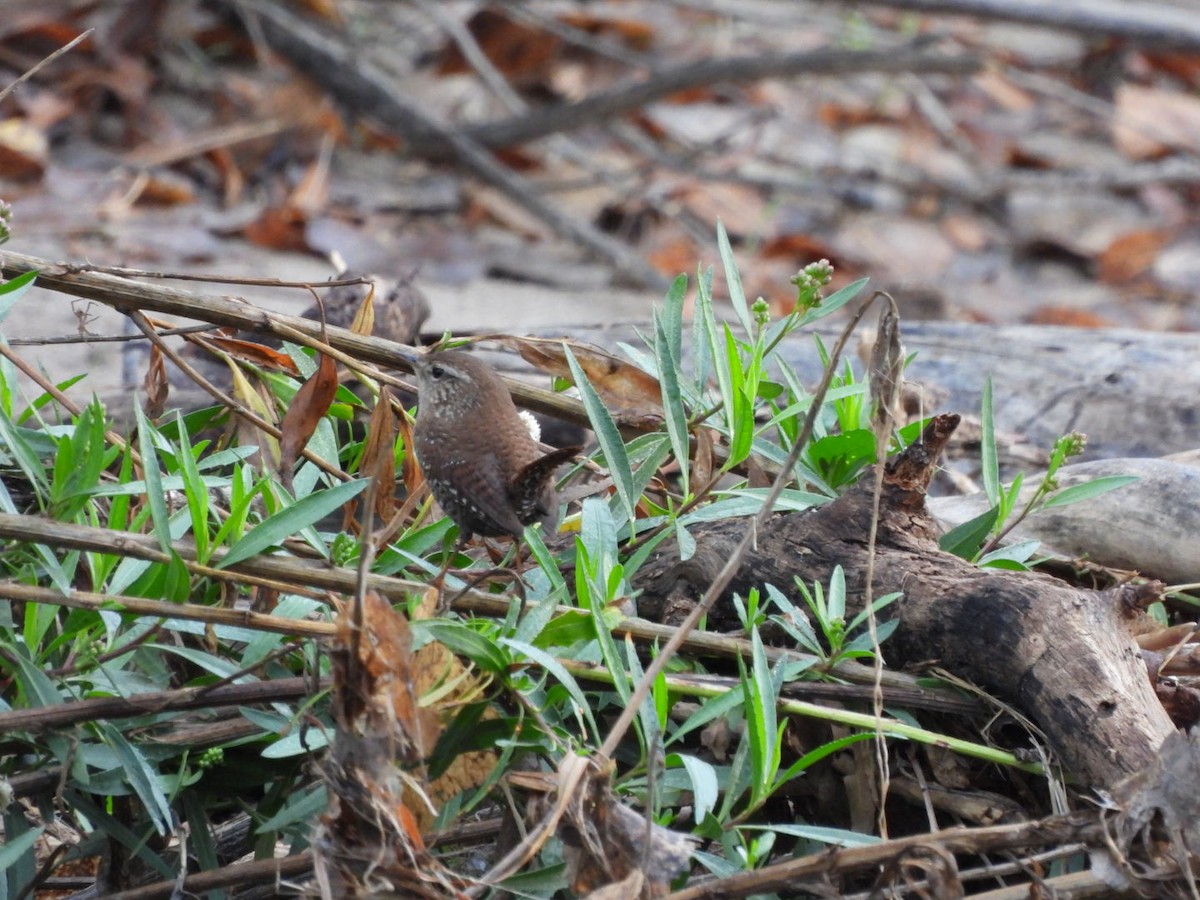 フユミソサザイ - ML647582039