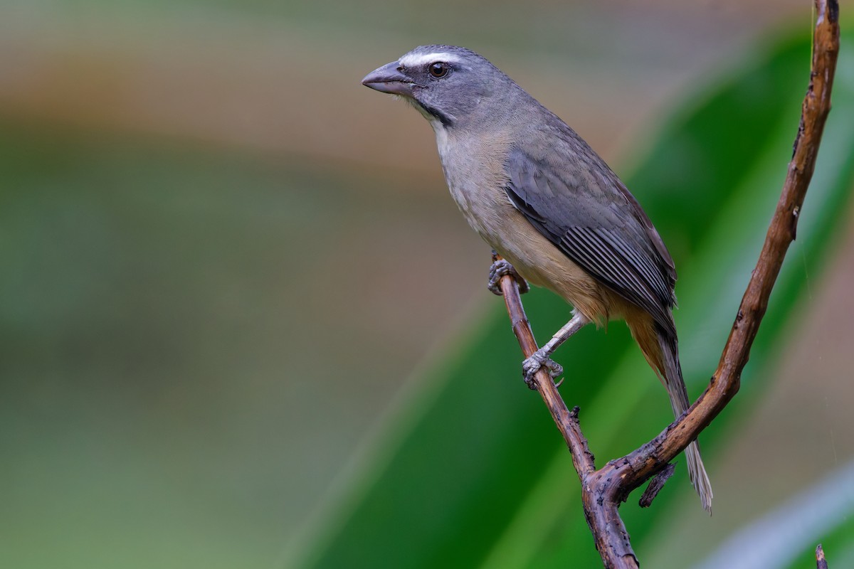 Cinnamon-bellied Saltator - ML647582043