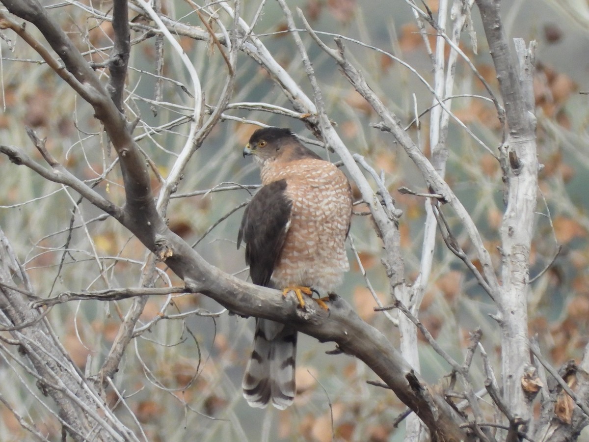 クーパーハイタカ - ML647582044