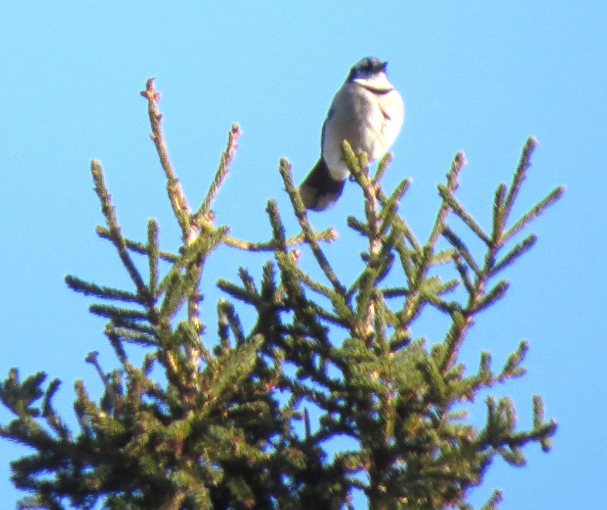 Geai bleu - ML647582054