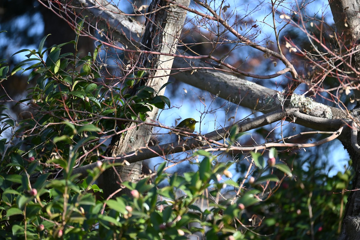 日菲繡眼 - ML647582064