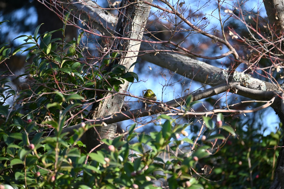 日菲繡眼 - ML647582065