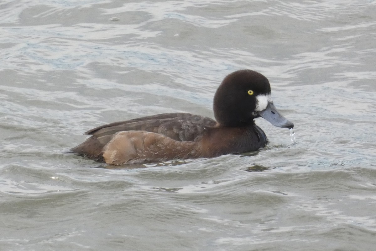 Морская чернеть - ML647582067