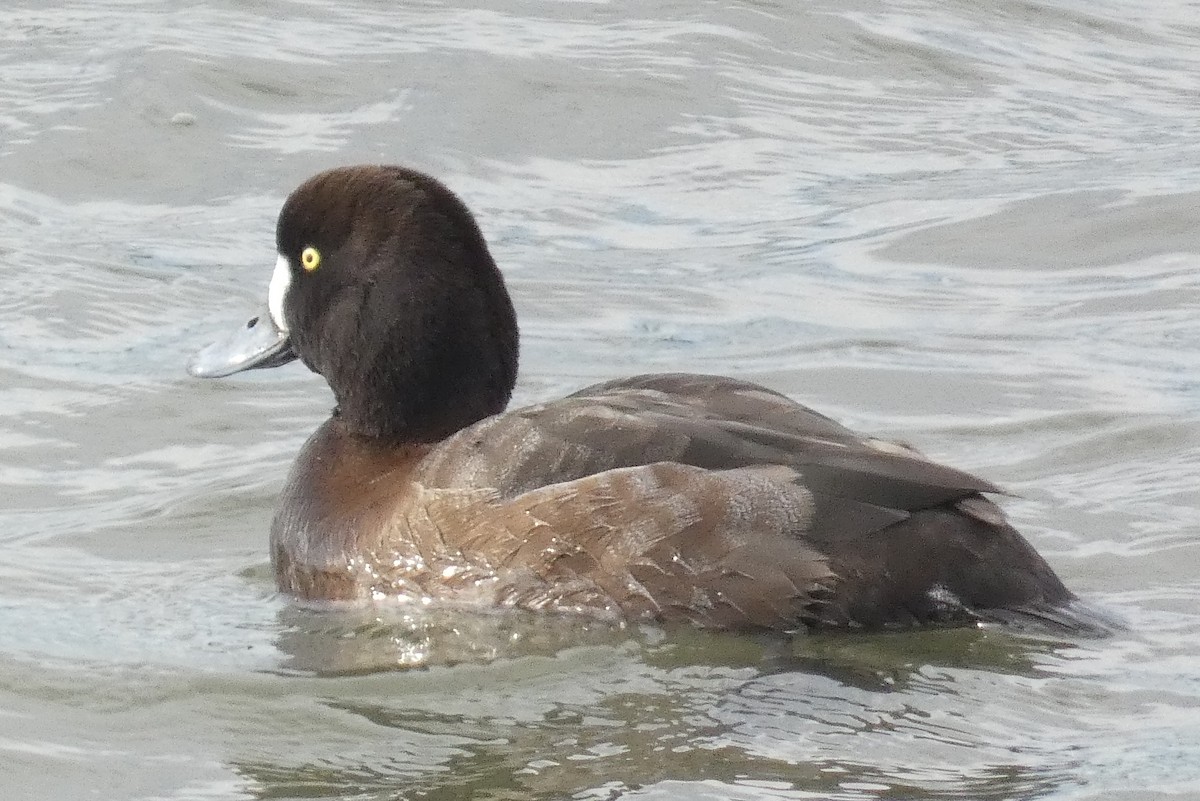 Морская чернеть - ML647582068