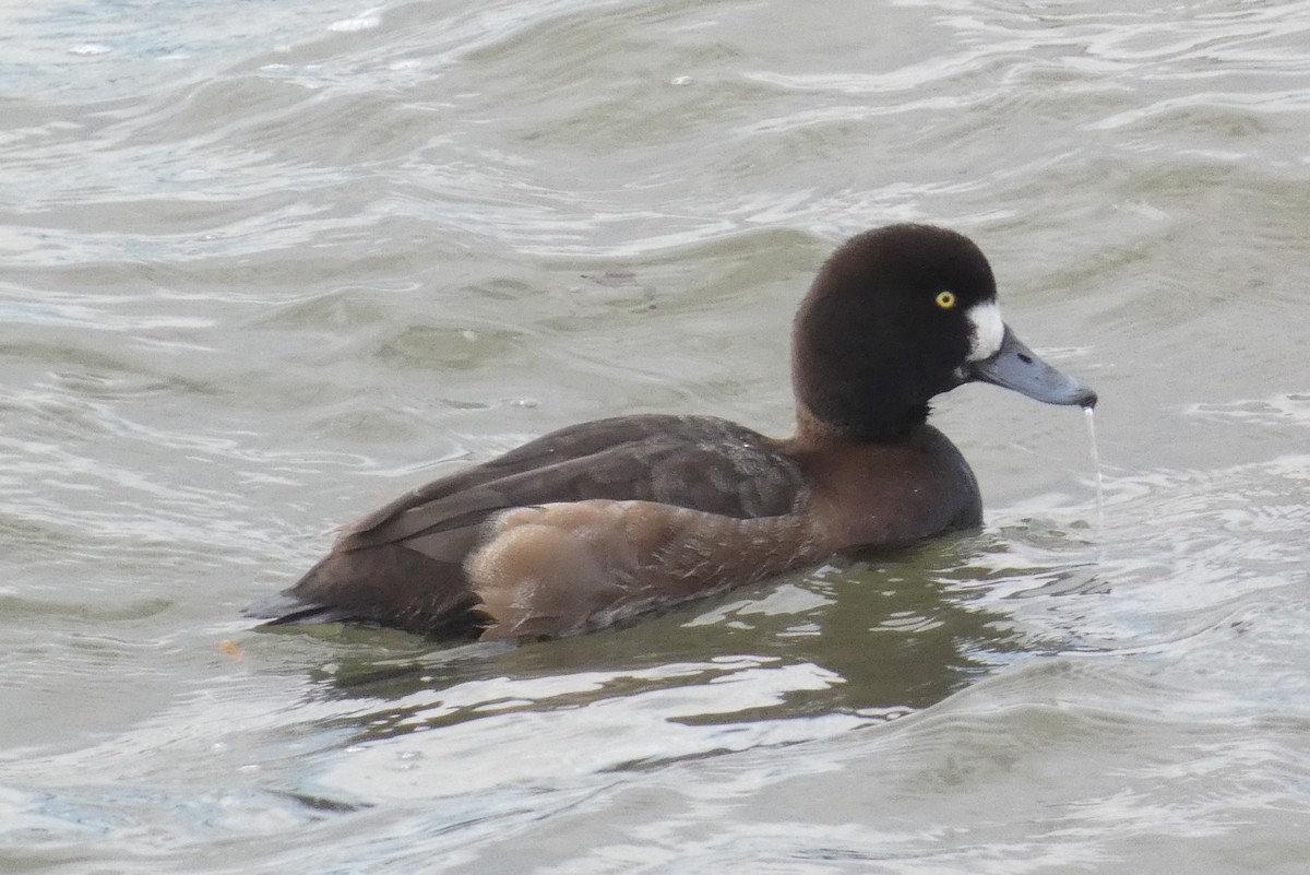 Морская чернеть - ML647582069