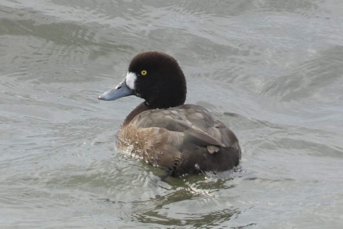 Морская чернеть - ML647582070