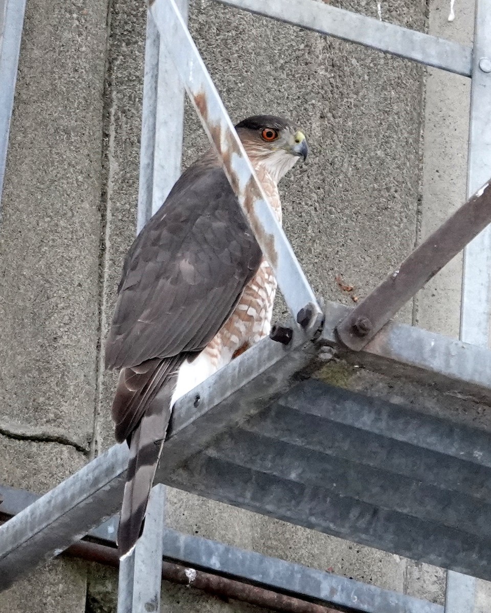 クーパーハイタカ - ML647582071