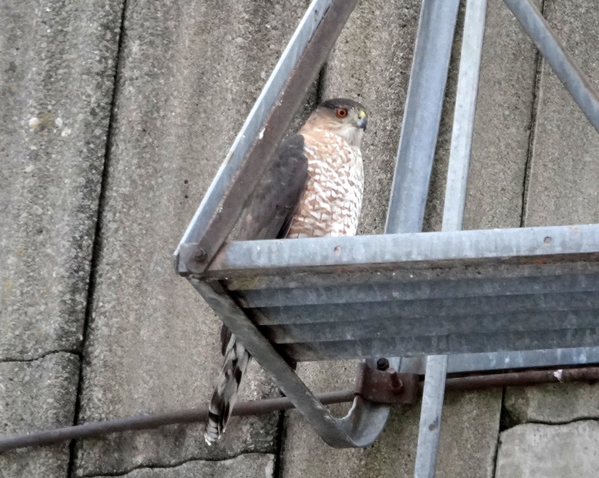 クーパーハイタカ - ML647582072