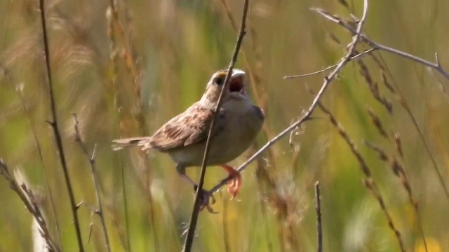 Grasshopper Sparrow - ML647582078