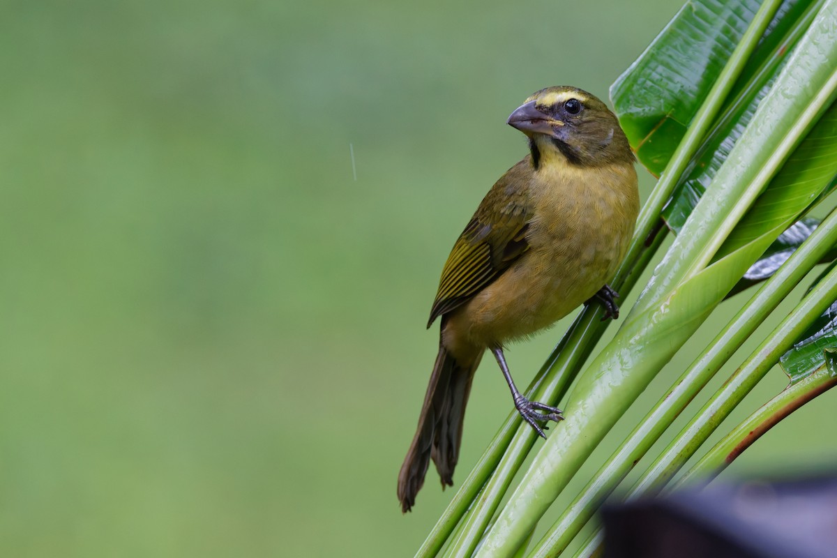 Cinnamon-bellied Saltator - ML647582095