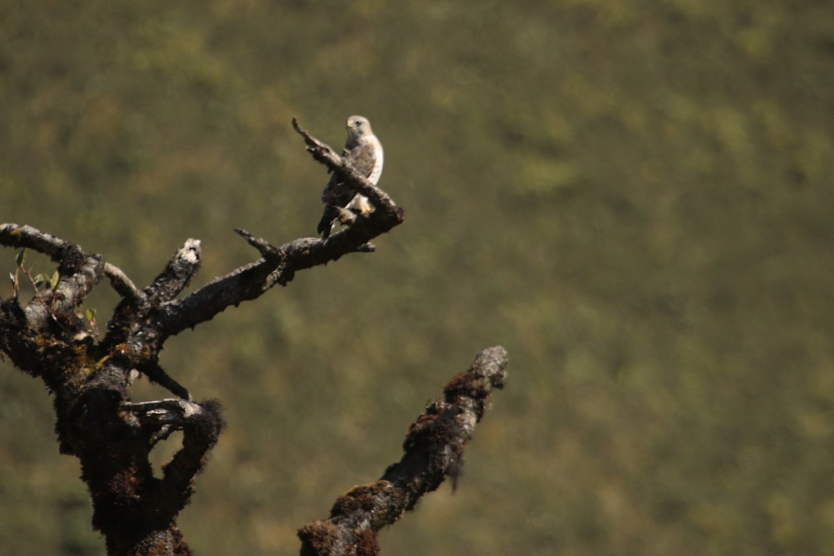 Busardo Aliancho - ML647582107