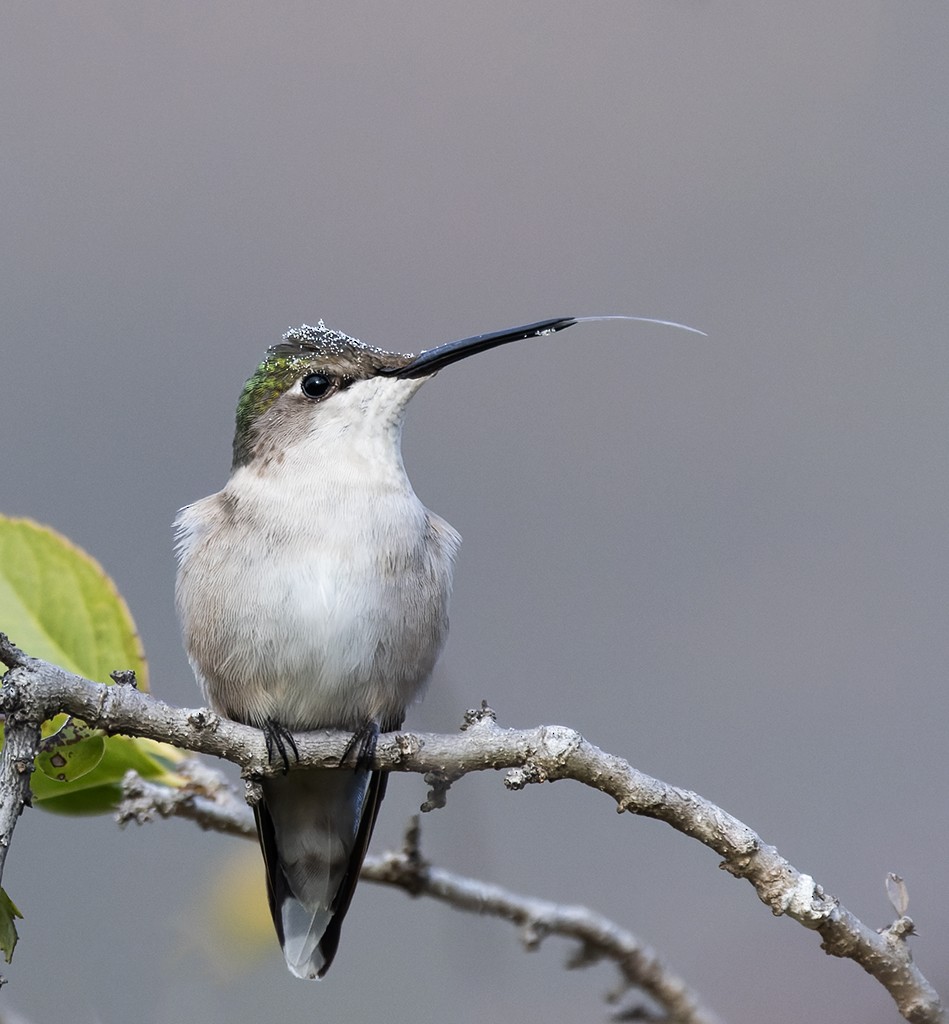 Колібрі рубіновогорлий - ML647582118