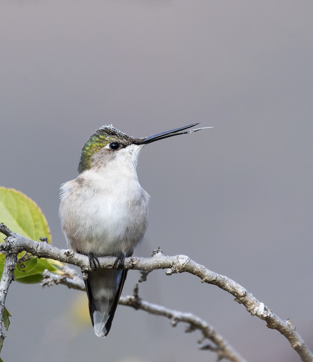 Колібрі рубіновогорлий - ML647582119