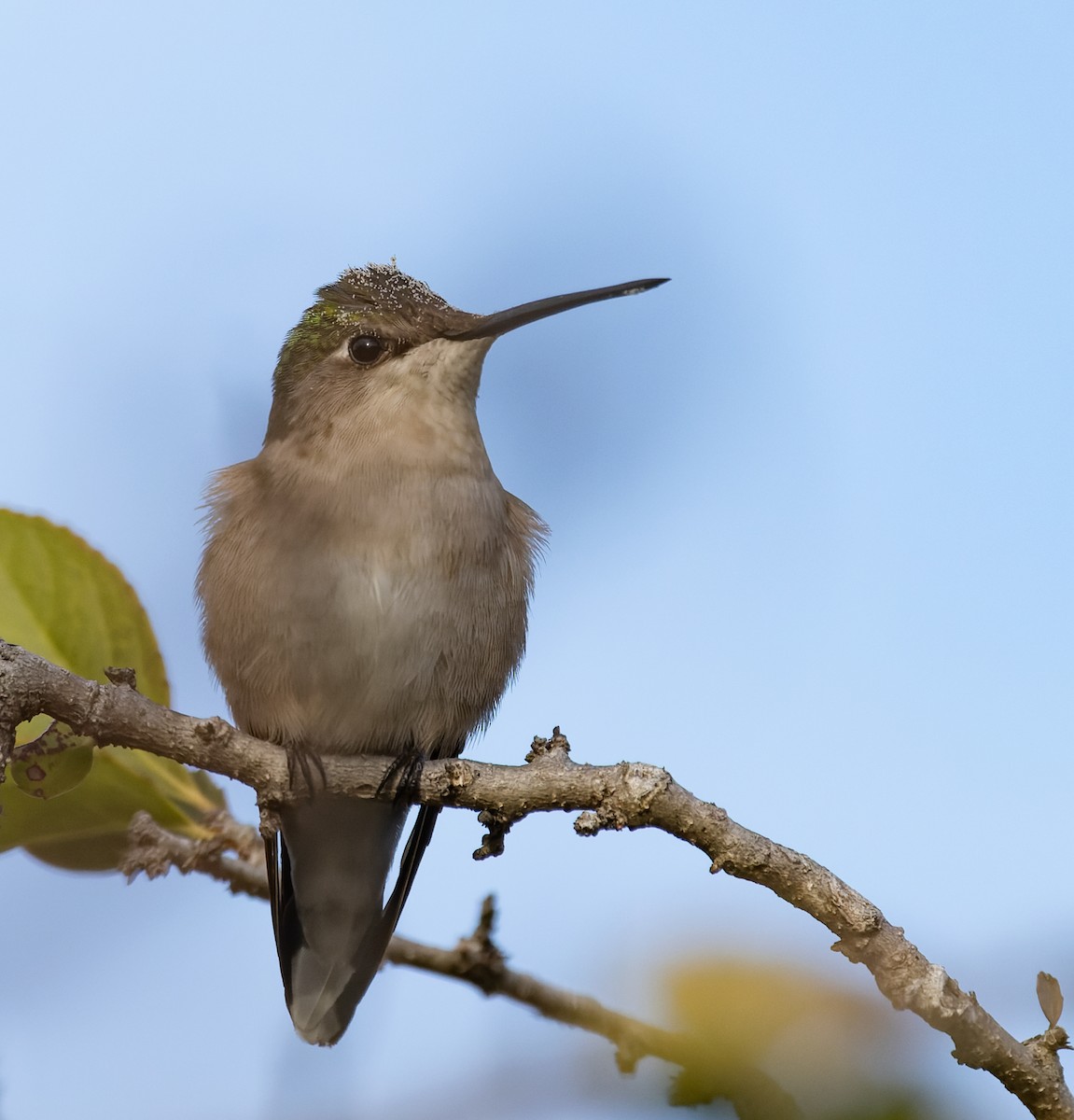 Колібрі рубіновогорлий - ML647582121