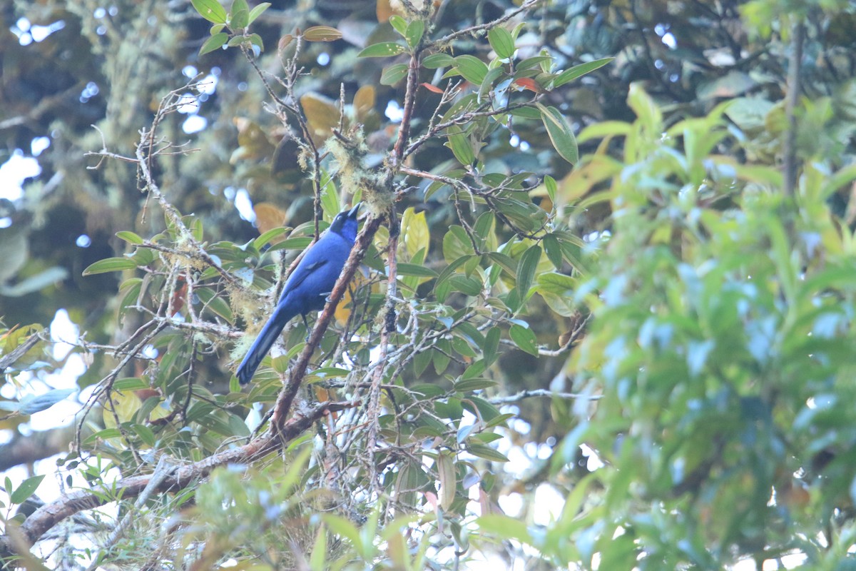 Black-collared Jay - ML647582126