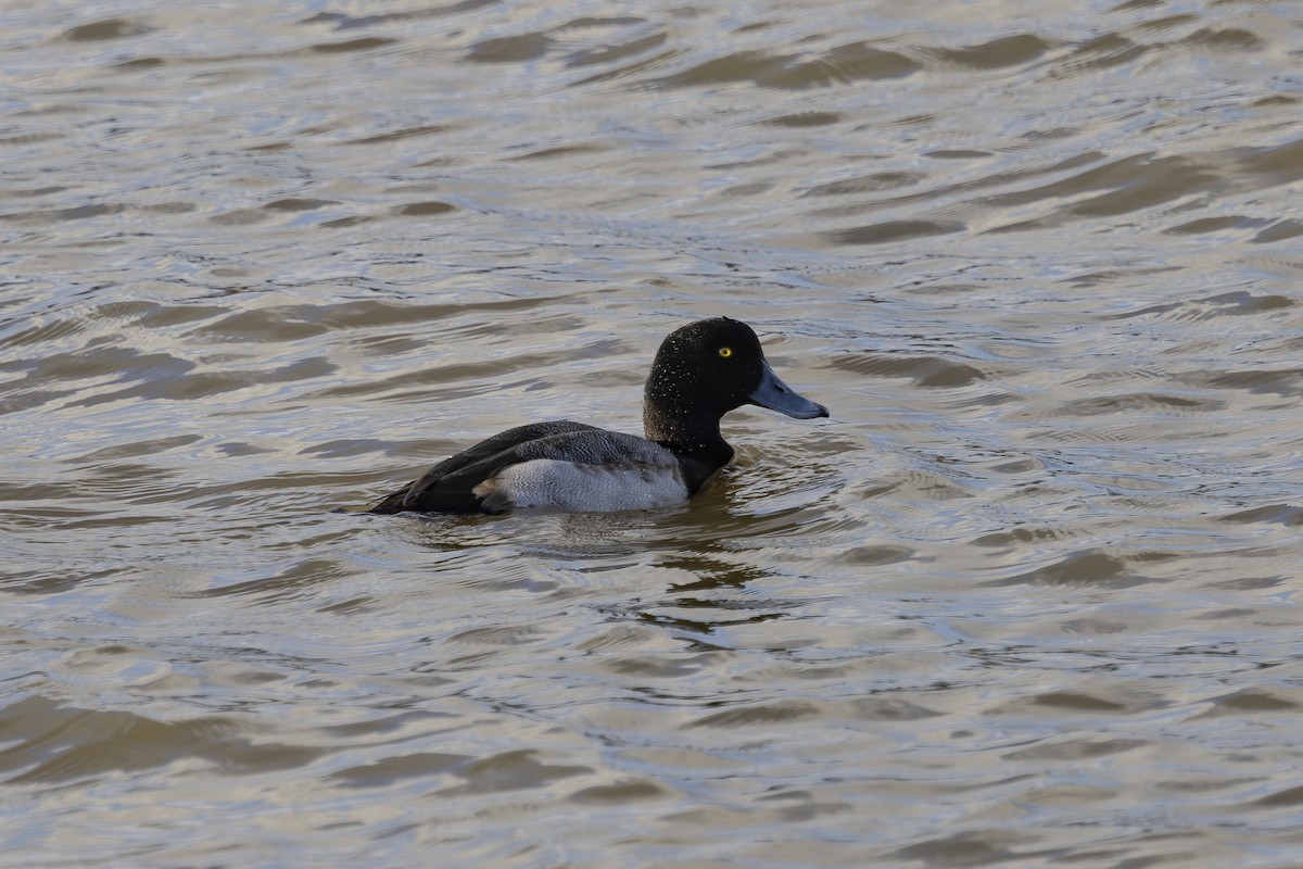 Морская чернеть - ML647582139