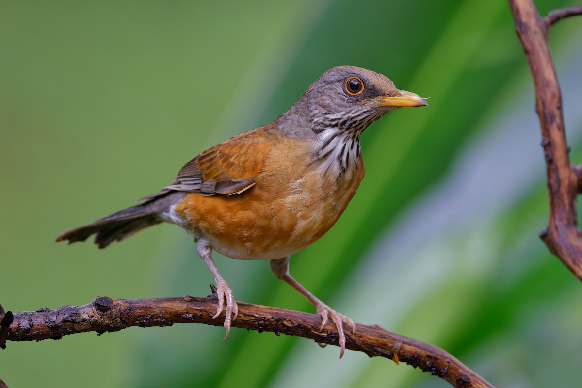 Rufous-backed Robin - ML647582160