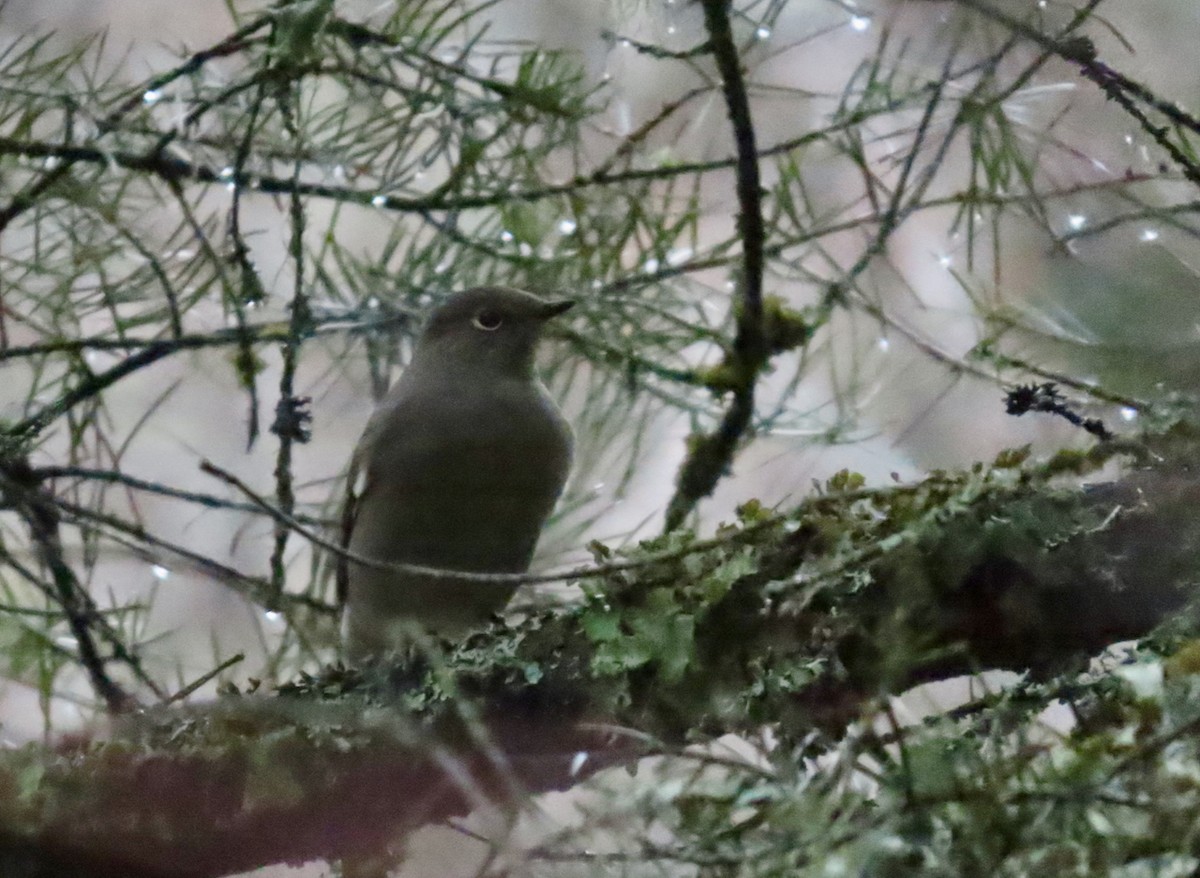 Townsend's Solitaire - ML647582162
