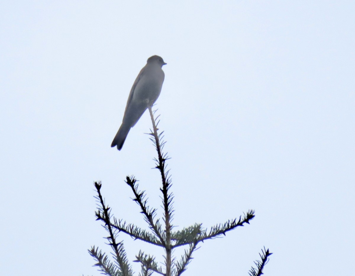 Townsend's Solitaire - ML647582163