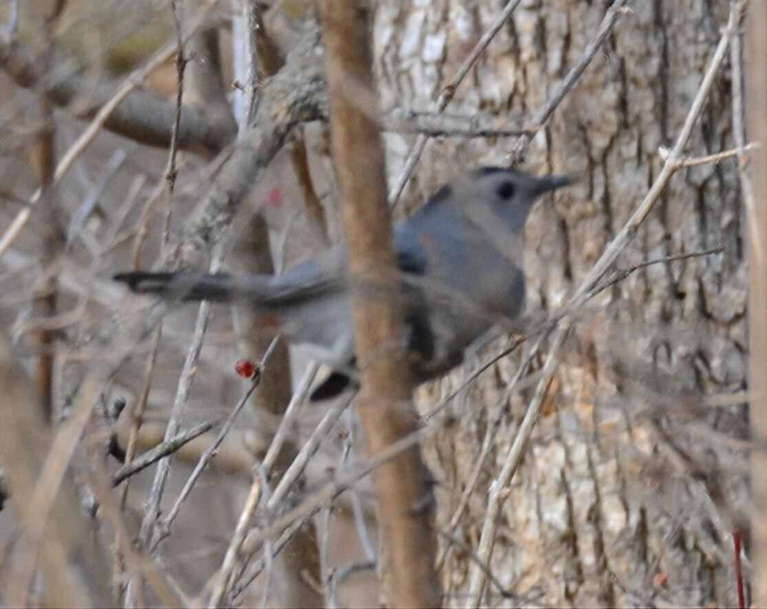 Gray Catbird - ML647582170