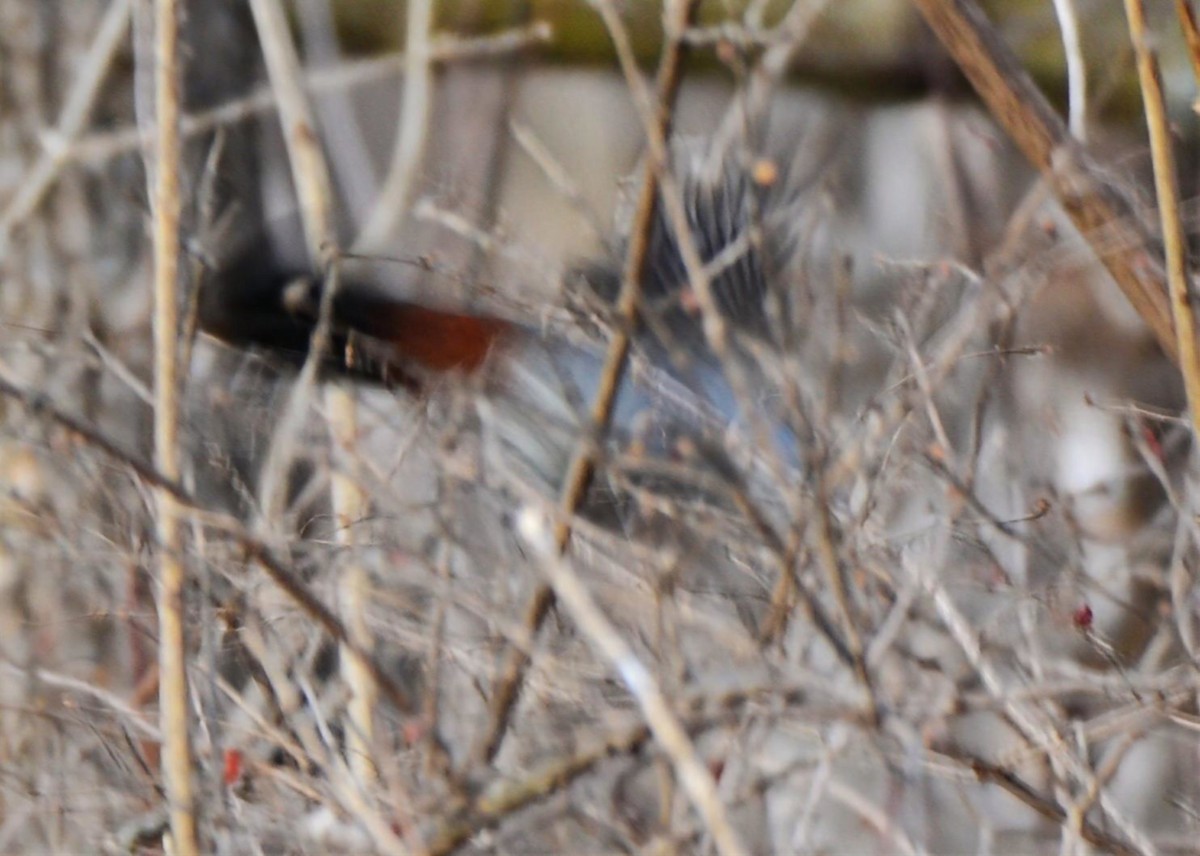 Gray Catbird - ML647582171