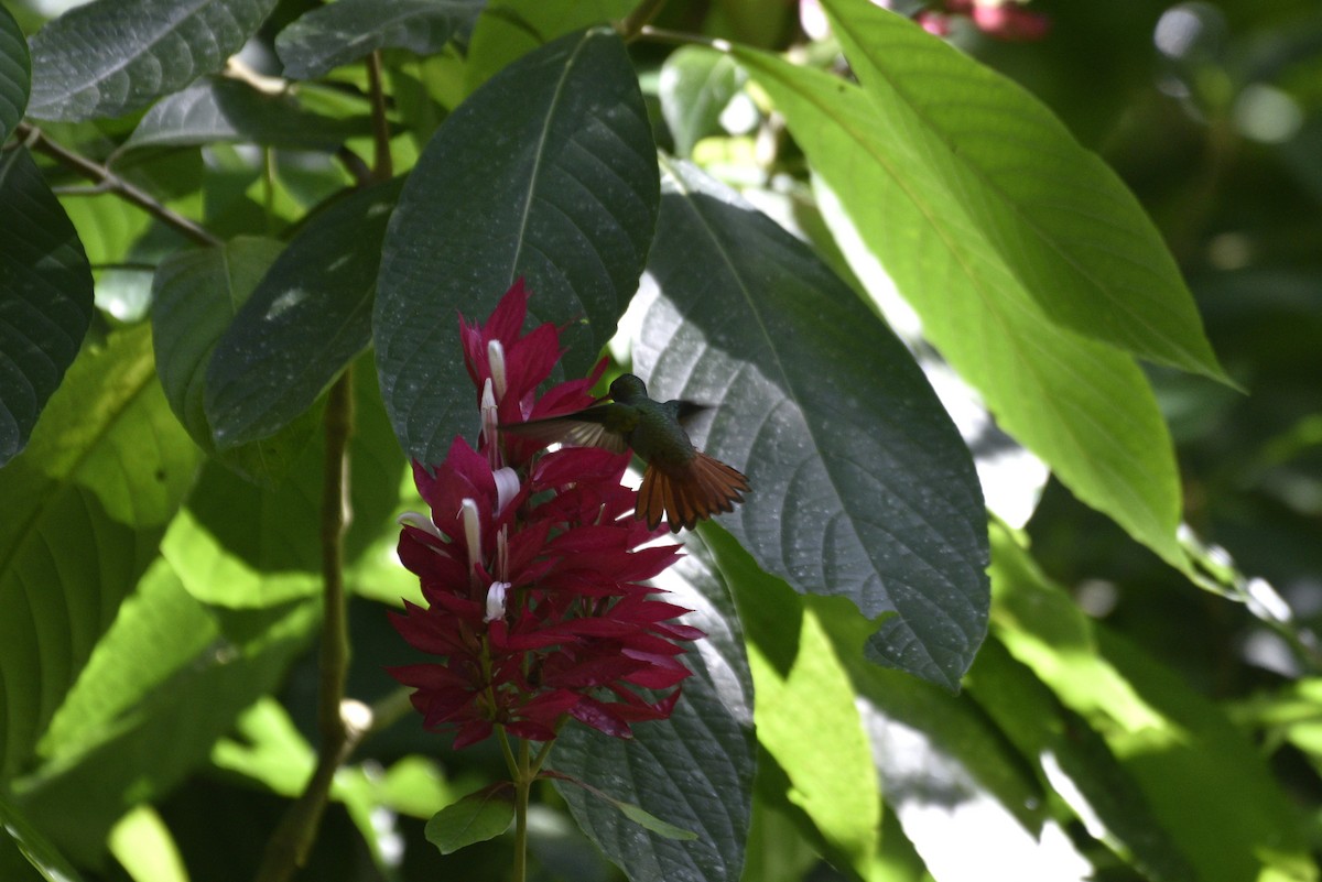 Rufous-tailed Hummingbird - ML647582172