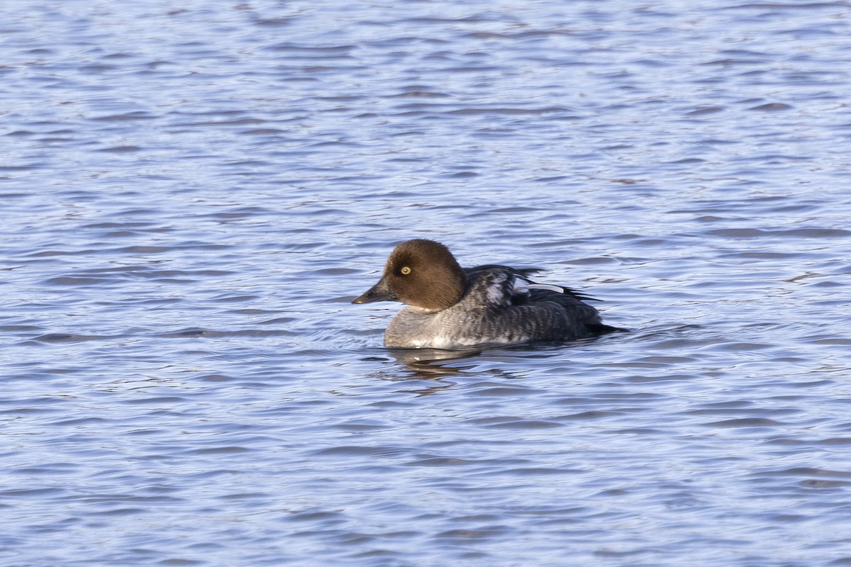 עבראש ירוק - ML647582174