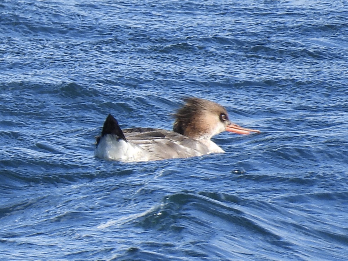 מרגון בינוני - ML647582175
