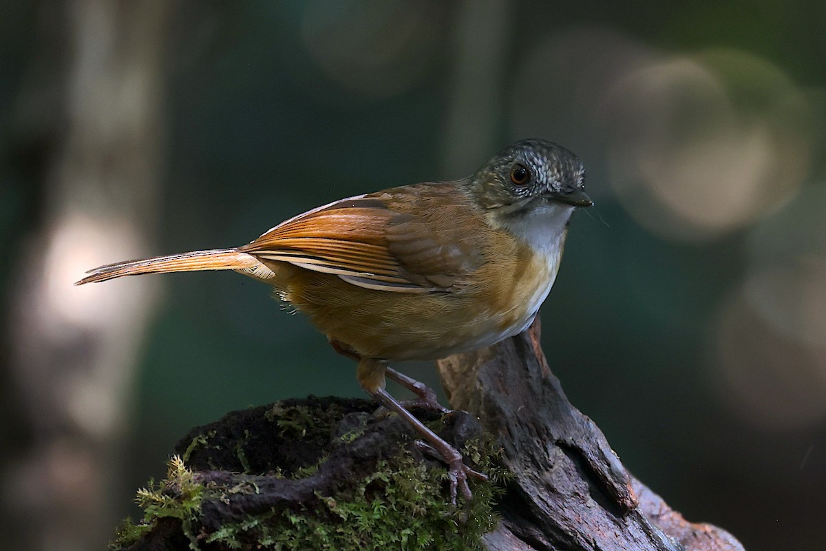 Temminck's Babbler - ML647582177
