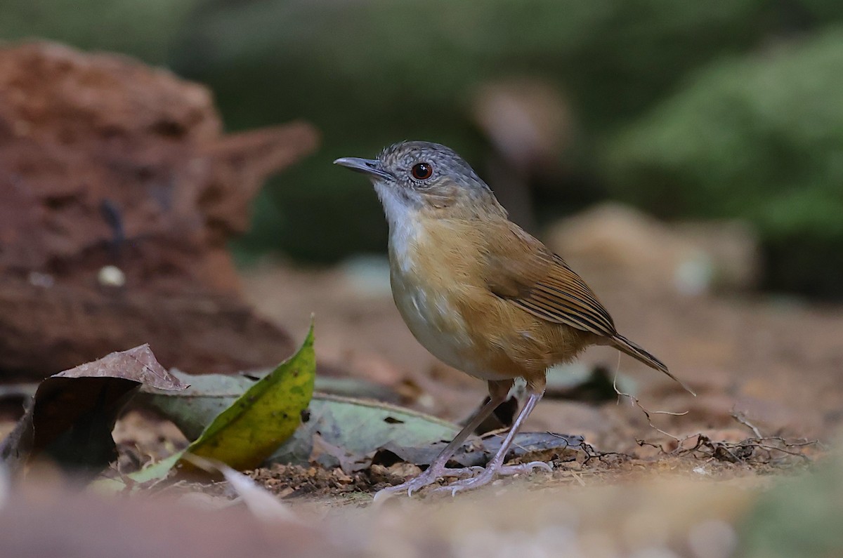 Temminck's Babbler - ML647582178