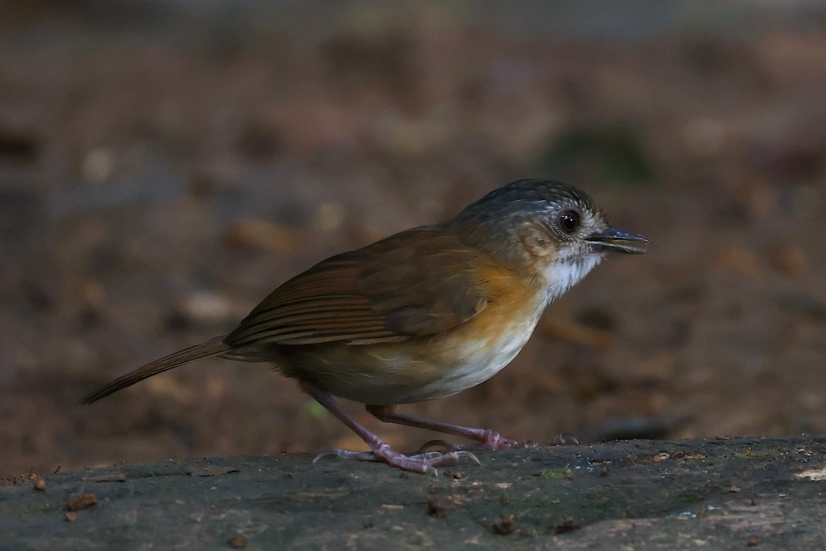 Temminck's Babbler - ML647582179