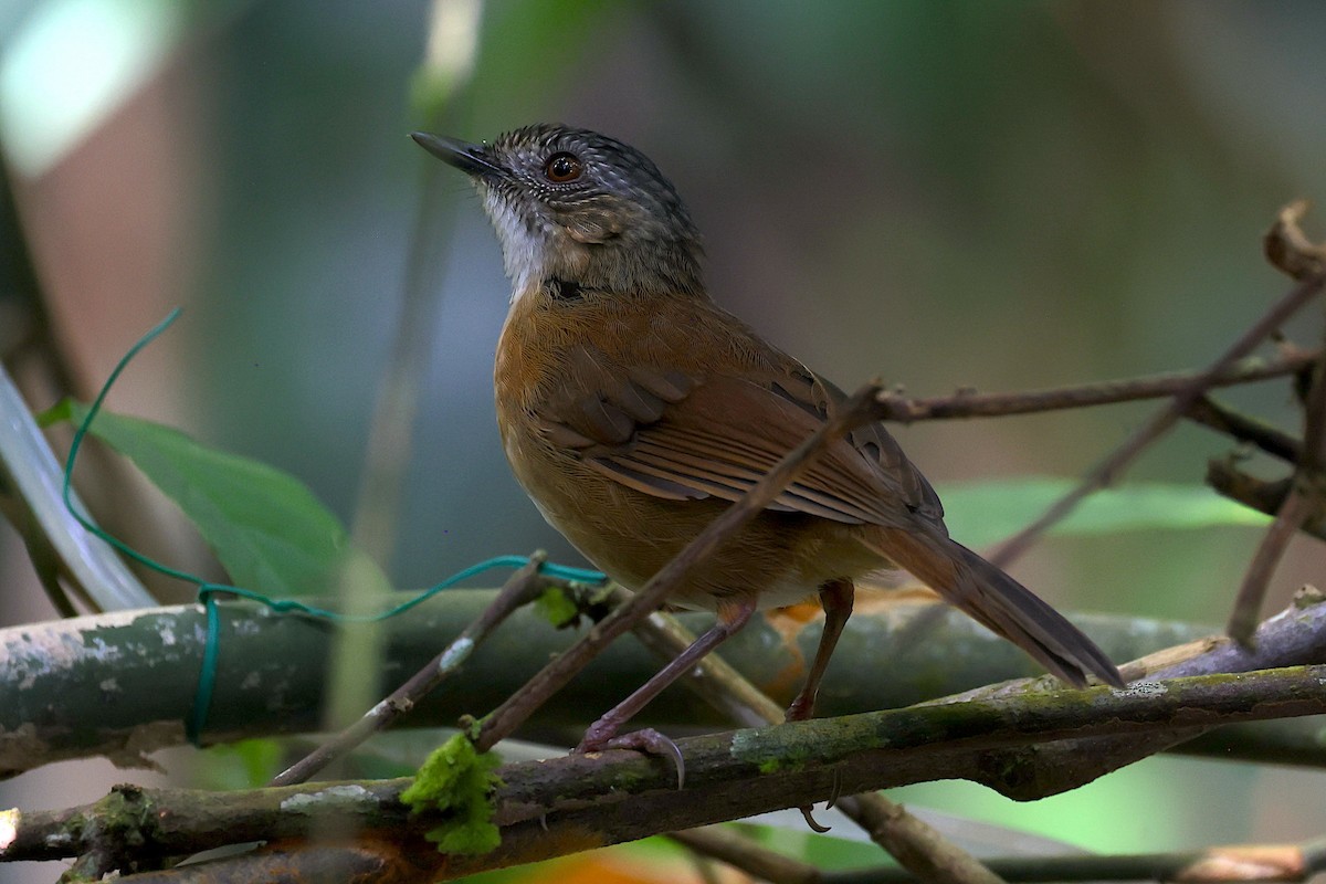 Temminck's Babbler - ML647582180