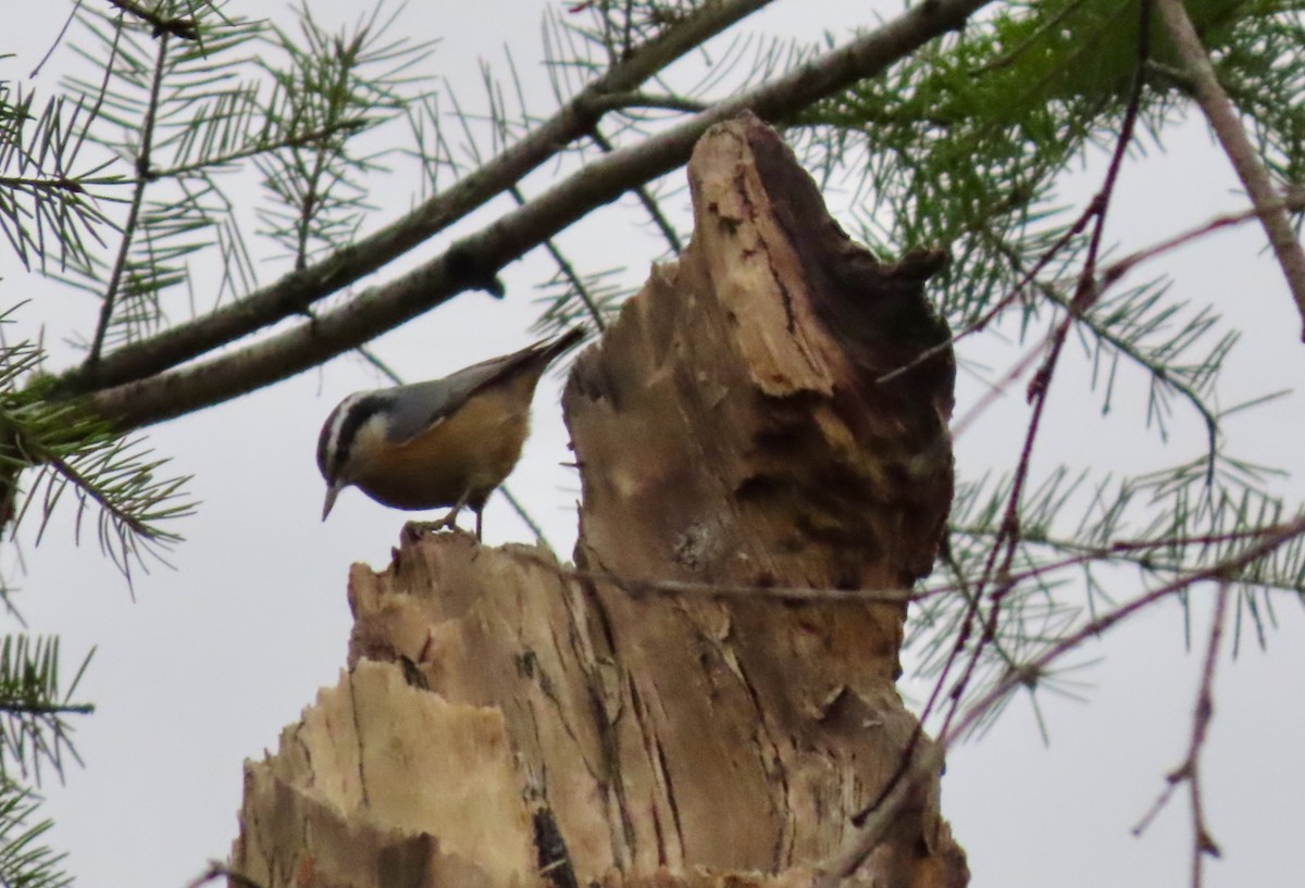 סיטה קנדית - ML647582181