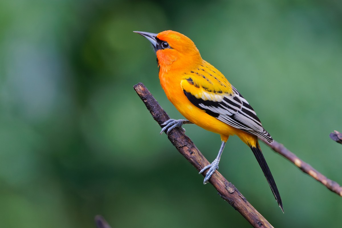Streak-backed Oriole - ML647582182