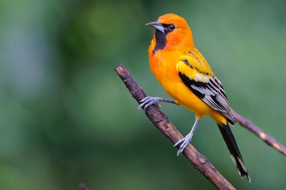 Streak-backed Oriole - ML647582183