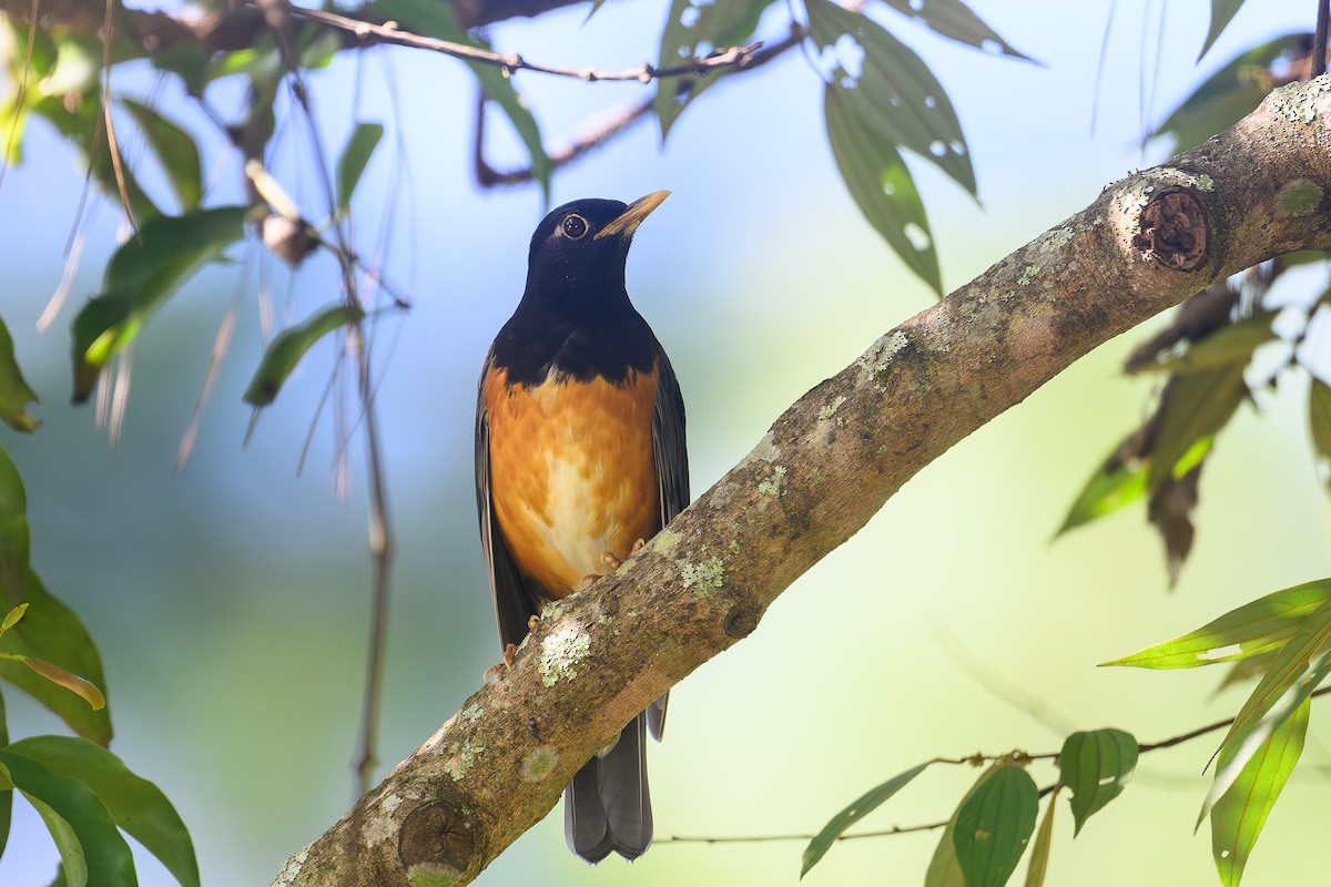 Black-breasted Thrush - ML647582184